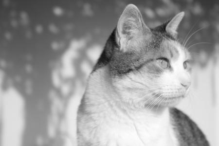 re my cat