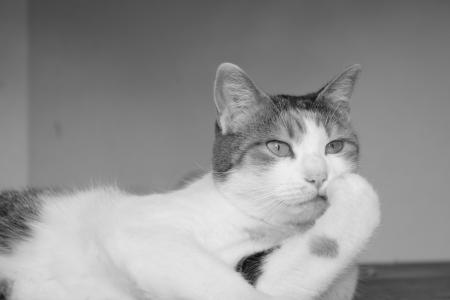 my cat